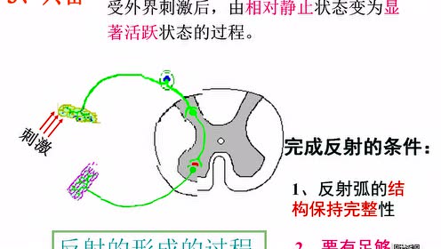 高中生物必修三《稳态与环境》2.1 通过神经系统的调节