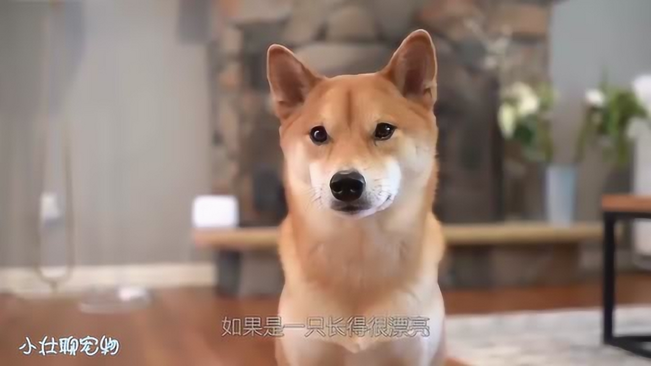 日本柴犬 犬科犬属动物 搜狗百科