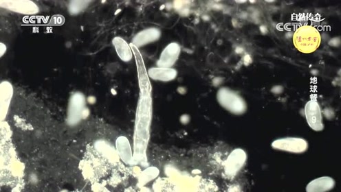 水中微生物 腾讯视频