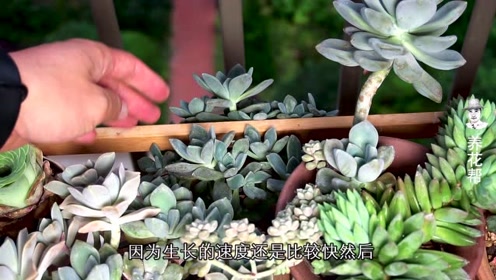 多肉花架 腾讯视频