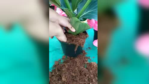 紫陽花アイ愛物語 腾讯视频
