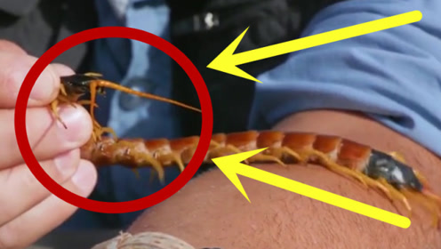被巨型蜈蚣咬会是什么体验?老外作死挑战,下一秒后悔不已!