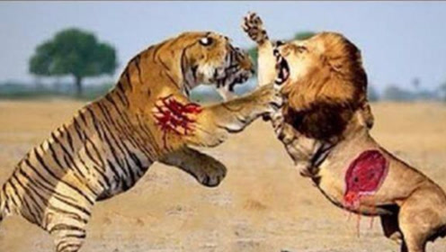 狮子和老虎打架,画面太凶残了,不愧是顶级猛兽啊!