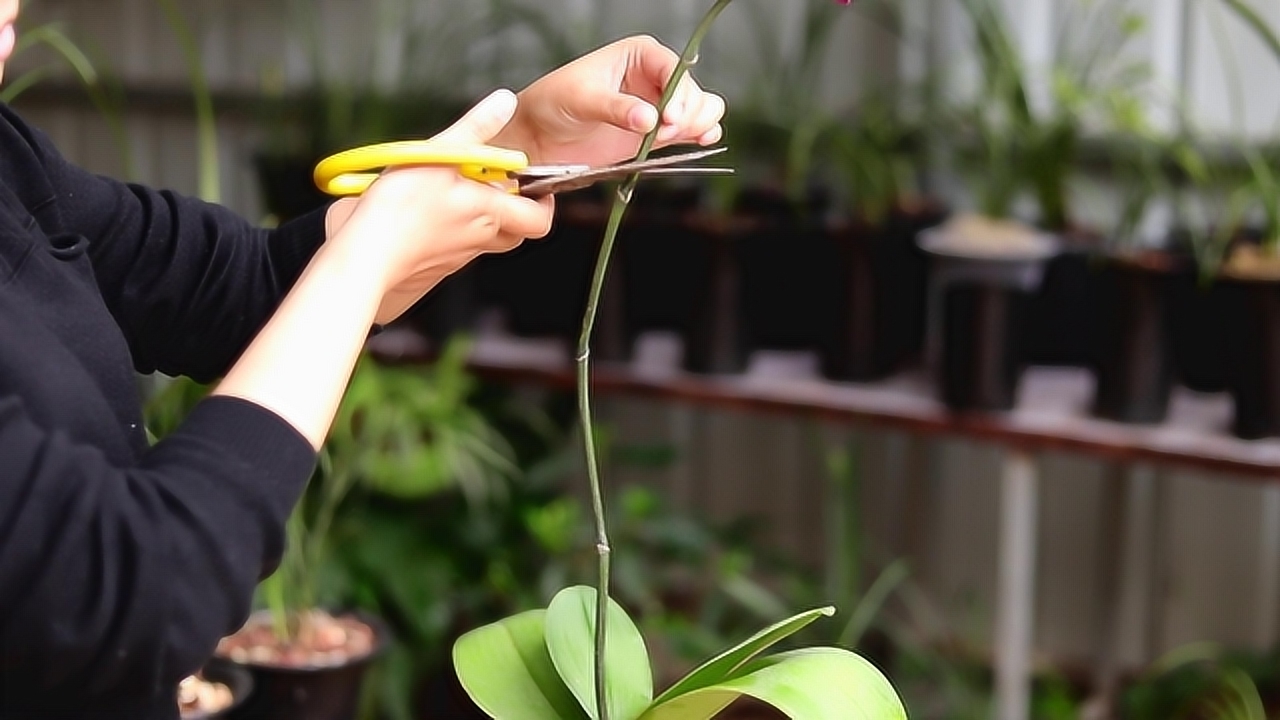 蝴蝶兰花梗这样剪,再谨记2点养护,复花快又多