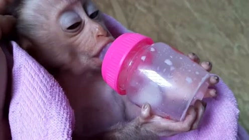 刚出生的小猴子宝宝像人一样被照顾,洗澡后挖耳朵,叼着奶瓶睡着了