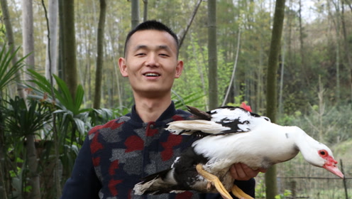 浠水豚鸭,皮黄肉鲜,峰子户外架灶,一家人围一起争着抢着吃