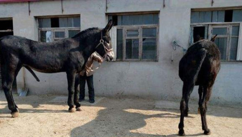骡子为什么不能生育?看看马和驴做了什么,可算涨见识了