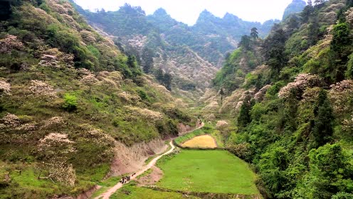 酉阳大可乡万亩桐子花