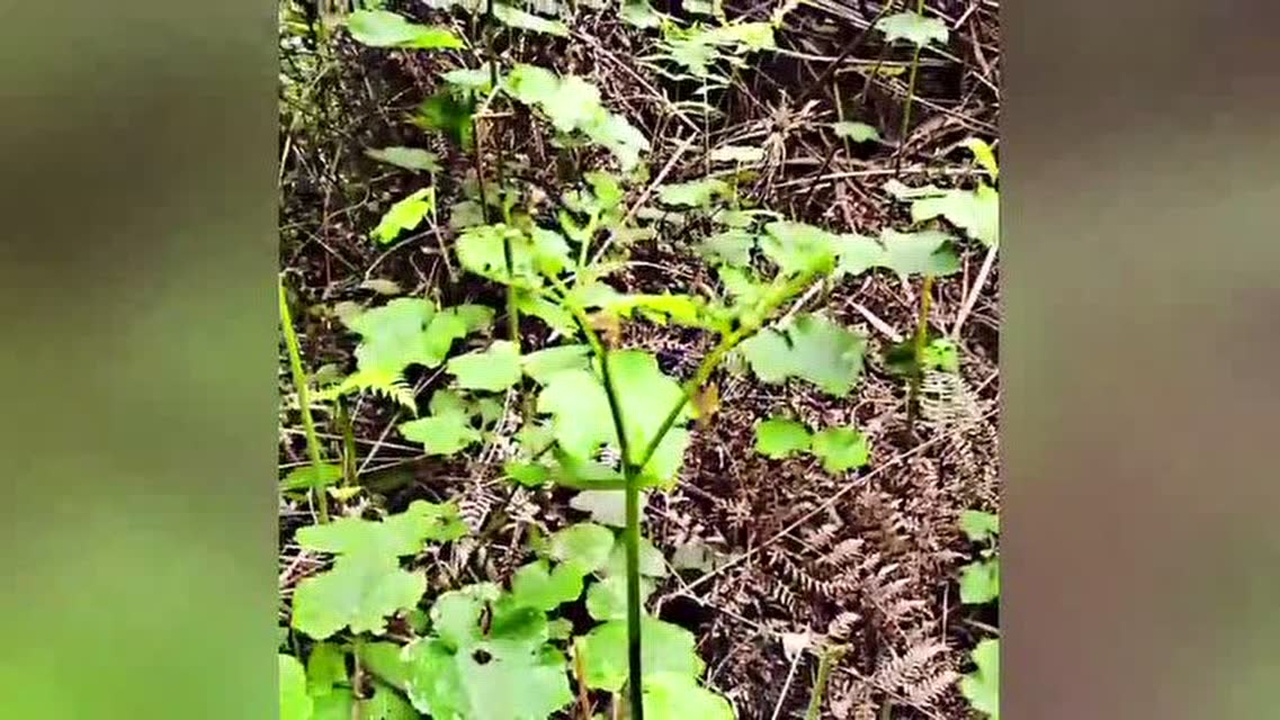 我們一起摘三月泡吧!(野草莓)