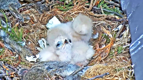 鸟视界简 介:吃饭时间到,鹰妈来喂食了,真好0:03:59鱼鹰幼崽都这么大
