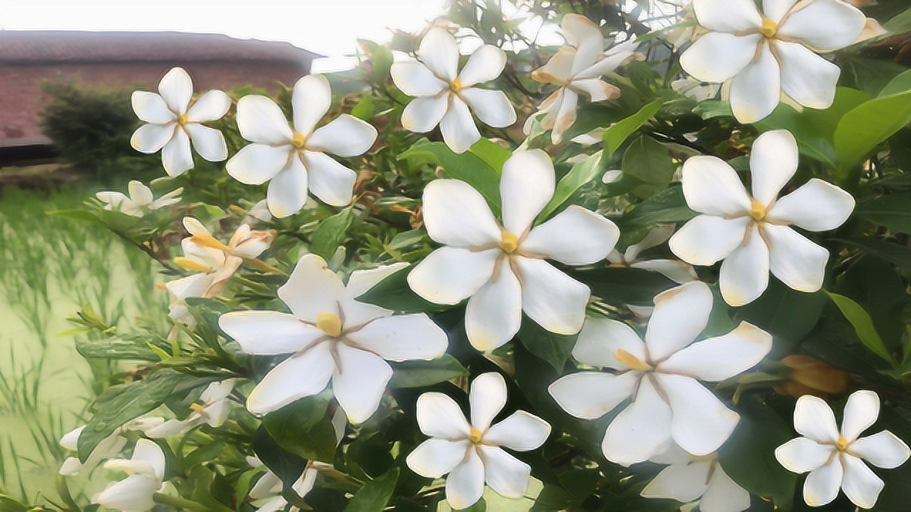 栀子花(中药)_搜狗百科