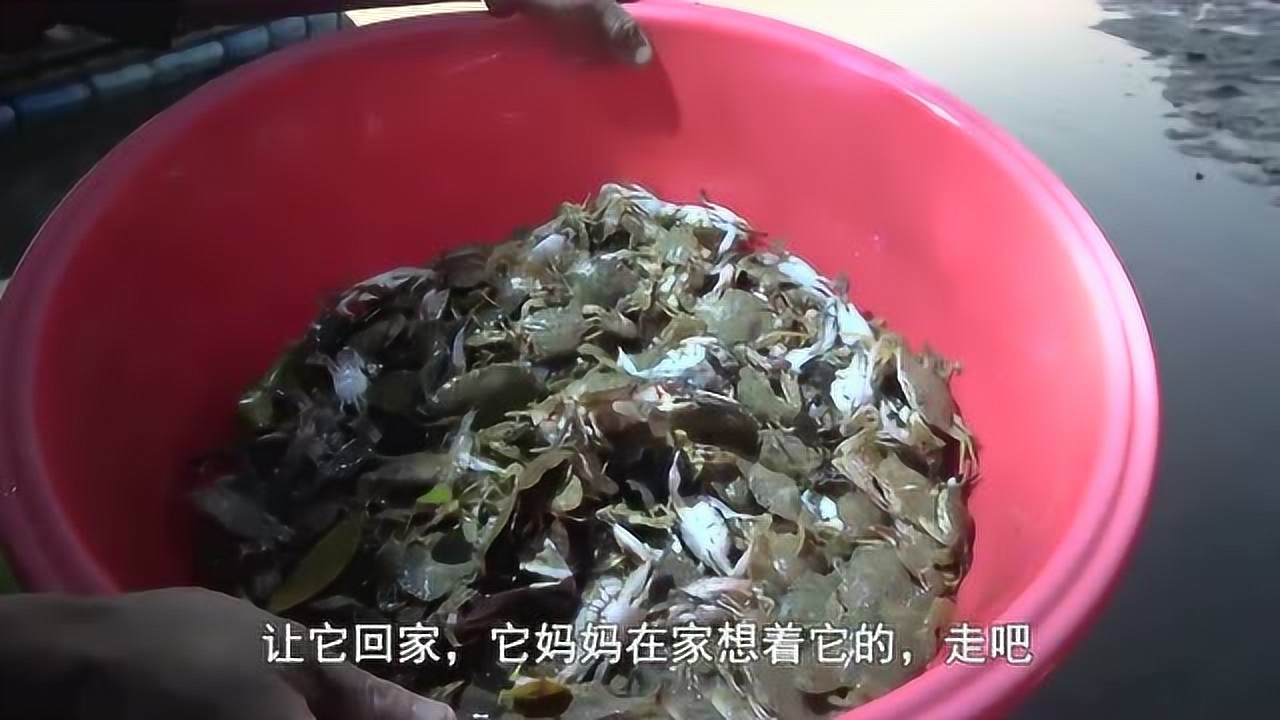 小池趕海抓一大盆石頭蟹放生,又跑去河流抓一堆清道夫魚,全埋了