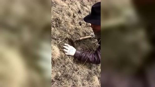 西藏那曲挖虫草 腾讯视频