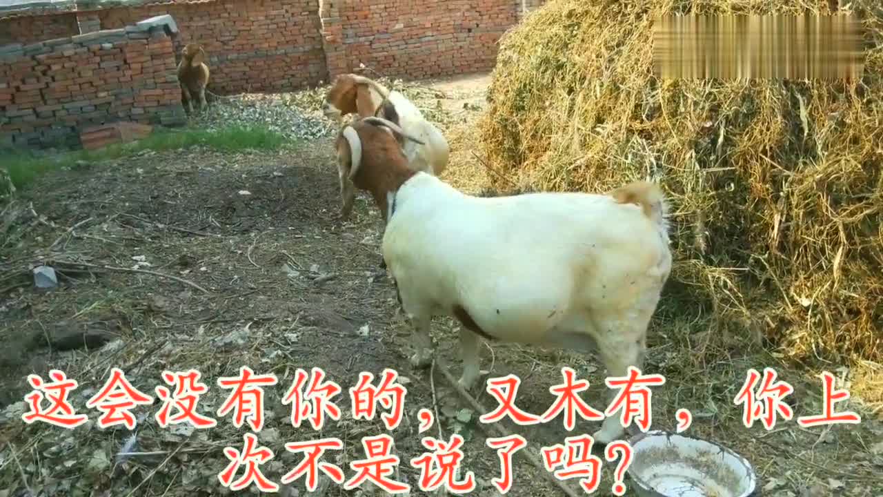 山羊 牛科 搜狗百科