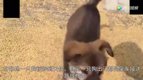 魟鱼繁殖场 腾讯视频