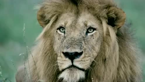 帅气的伯明翰雄狮伯二