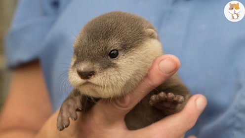 网友养了一只小水獭,没想到这么可爱,好想摸一摸!