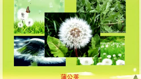 苏教版三年级科学下册第二单元 植物的一生
