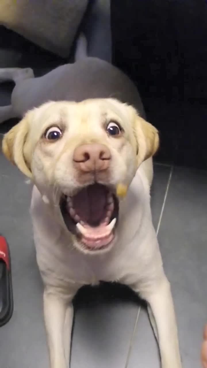 拉布拉多最逗比的表情,太搞笑了