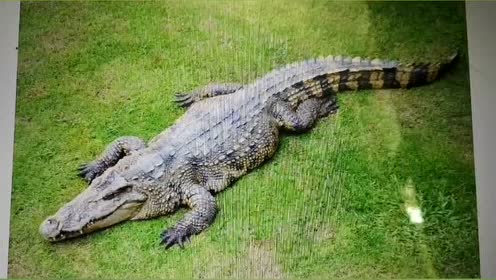 0:05:43自拍介绍海错图鳄鱼时 间:2020-03-07上传者:郭小嘿~0:05:57