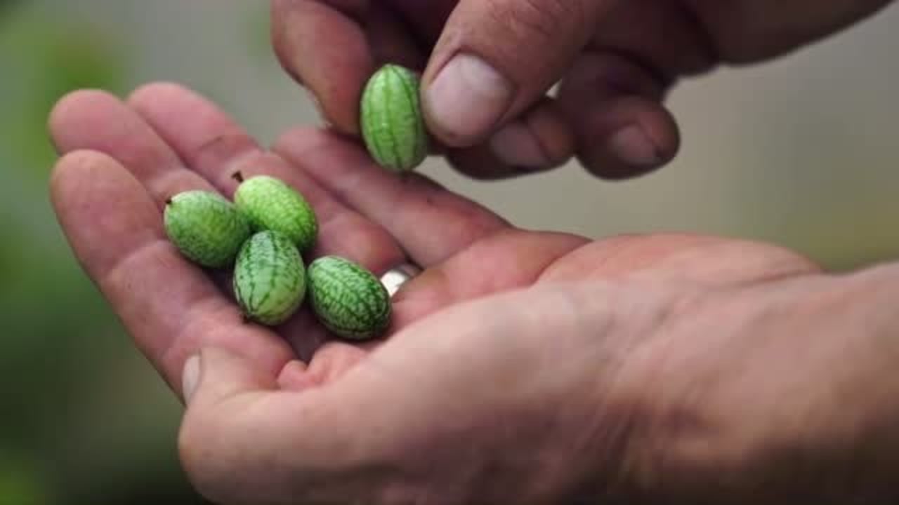 世界上最小的西瓜,只有指甲盖大小,一口气可以吃10个