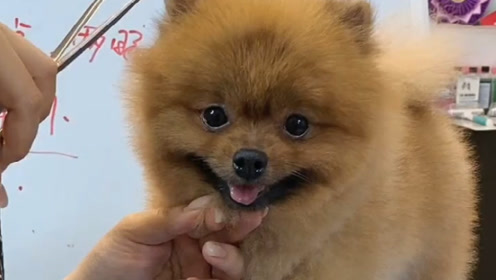 怎么给狗狗剪毛 腾讯视频