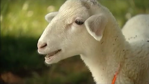 小羊之歌 腾讯视频