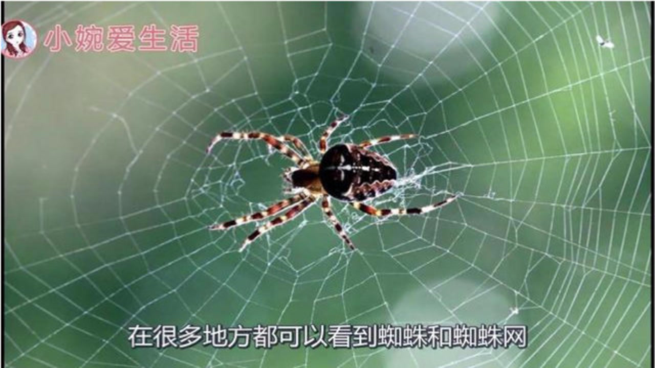 蜘蛛网 蜘蛛编织的网状物 搜狗百科