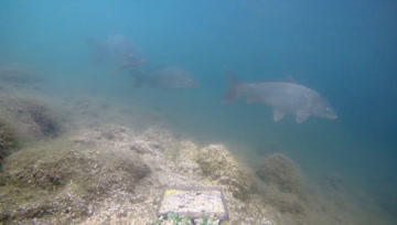 00:50这仨是馋鬼，来看三趟了！