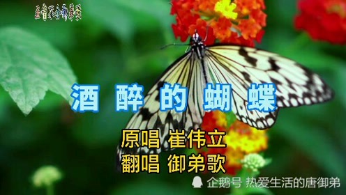 2020doki人气舞台丁程鑫酒醉的蝴蝶在线扭秧歌