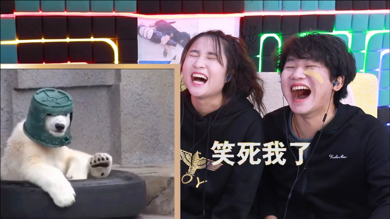 憋笑大挑战:北极熊给自己做了一顶帽子,真可爱!