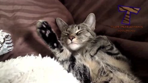 经典爆笑猫眯02 腾讯视频