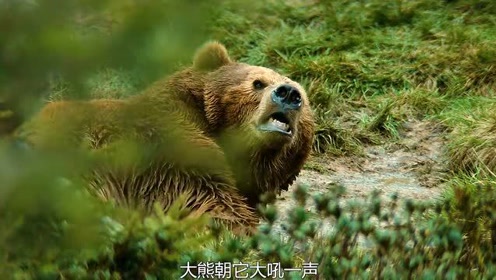 法国电影子熊的故事 腾讯视频