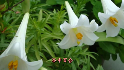 腾讯视频