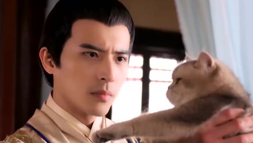 只猫尴尬事 腾讯视频