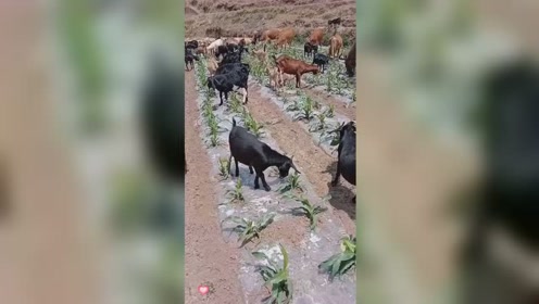 山羊群驮粮食 腾讯视频