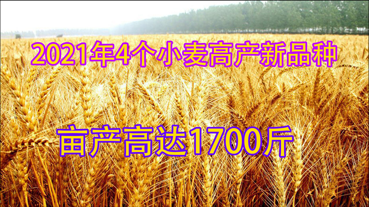 伟隆169小麦品种简介图片