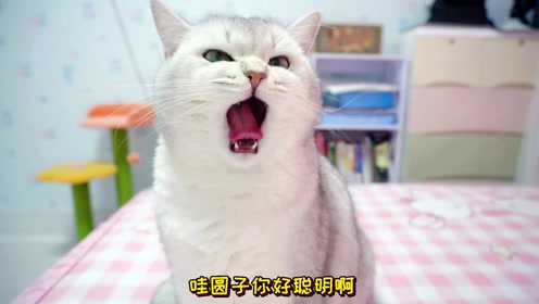 生 活:萌宠运动会上传者:七宝小圆子时 间:2021-07-20小猫咪暑假坐大