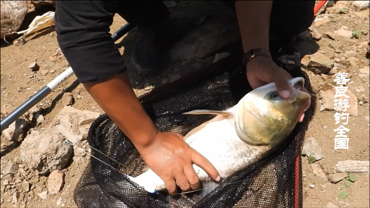 跟邓刚老师学了几招钓鲢鳙,赶紧去试试,结果巨物一条接一条!