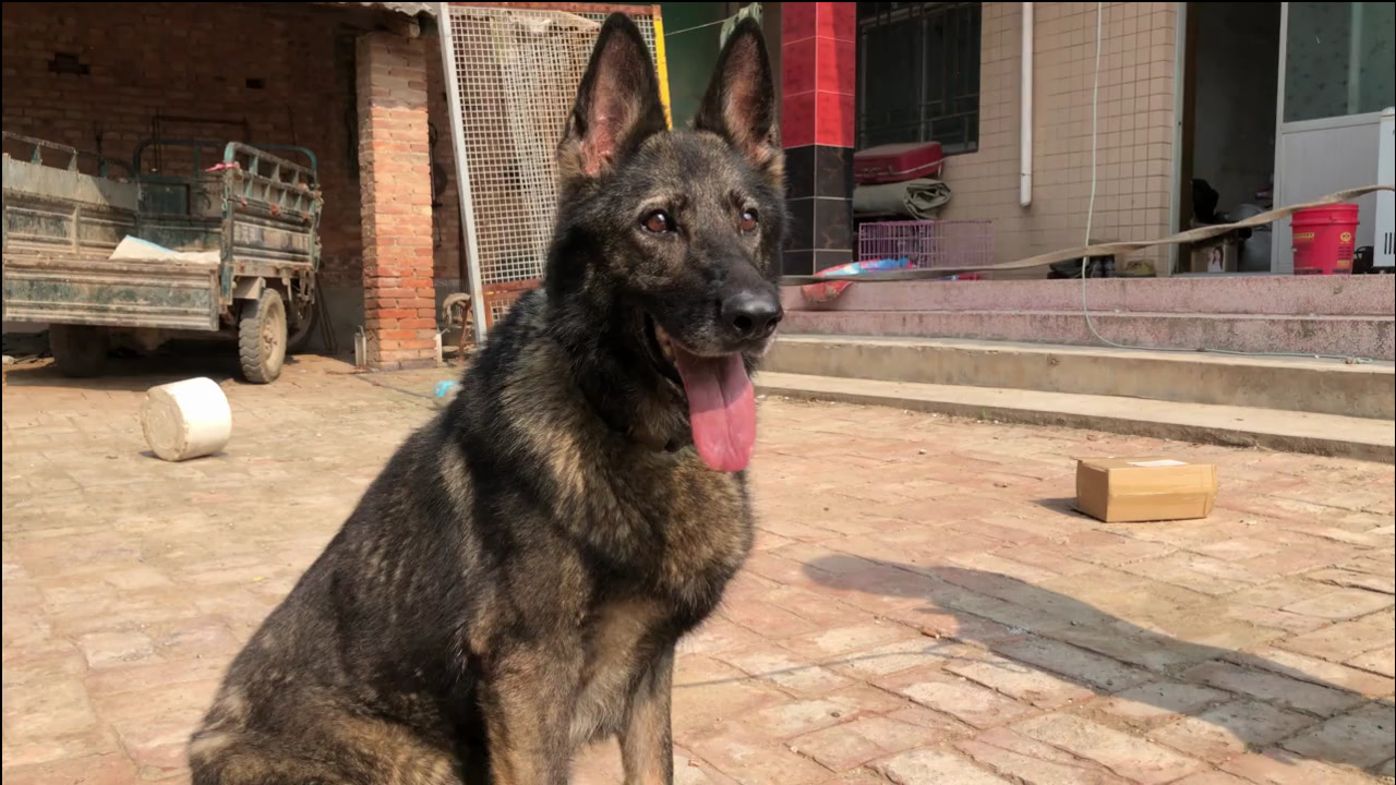 这只纯种狼灰色东德牧羊犬,是德国进口回来的,各方面都称一流