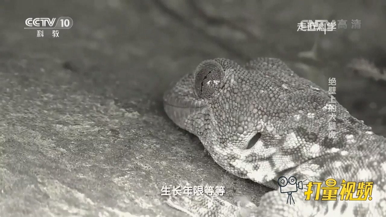 通过聆听大壁虎的叫声就可分辨雌雄,生长年限?快来涨知识