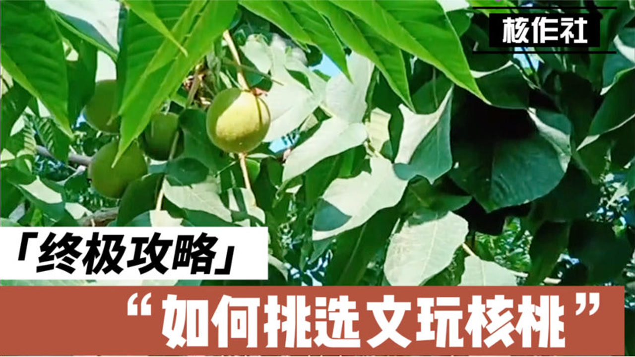 文玩堂（文山三棱） 買いましたstaff.mesghana.com