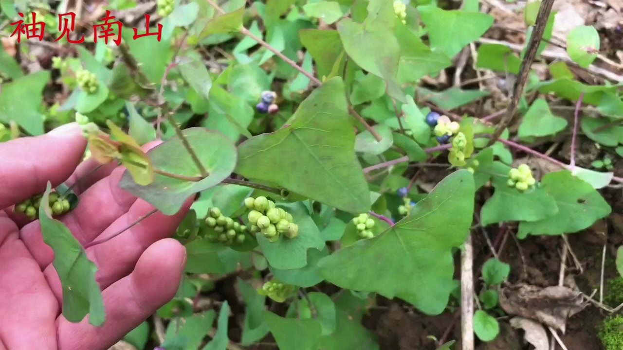 杠板归(蓼科蓼属植物)_搜狗百科