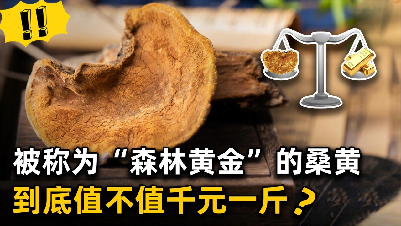 桑黄是怎么形成的?被称为"森林黄金"的桑黄,价值千元一斤?