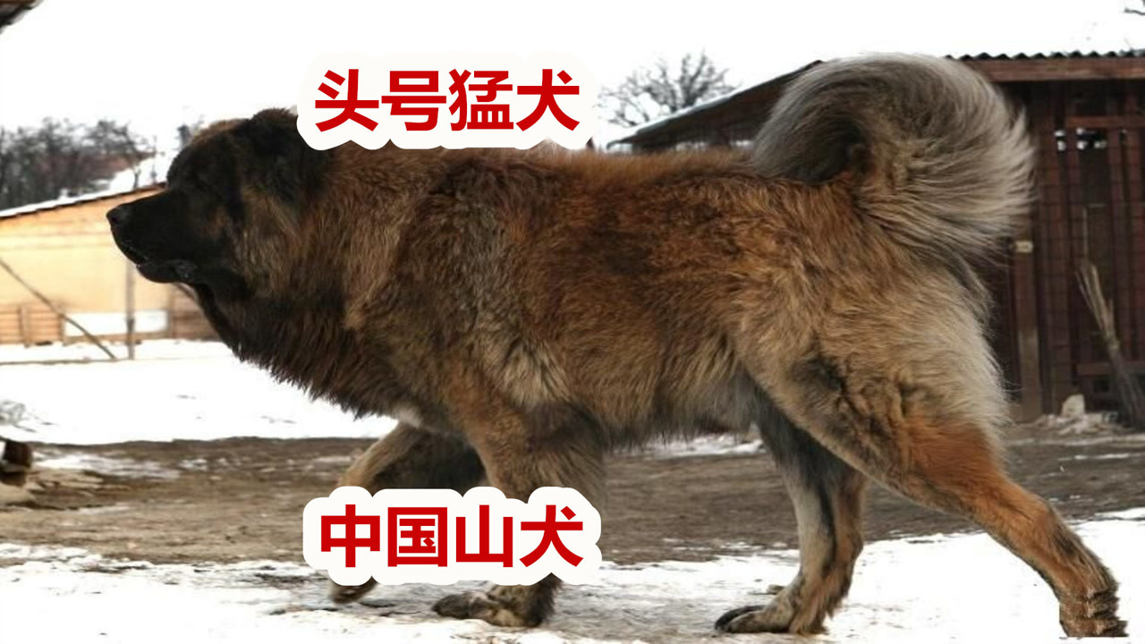 ǰǵܵ,ɽȮȮ,ɽʵս