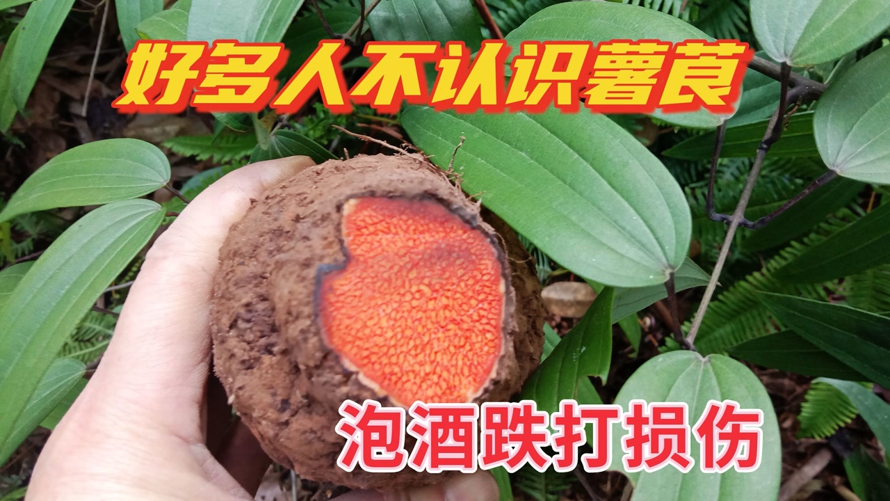 薯莨好多人不认识,挖回家用它泡酒,外用跌打损伤
