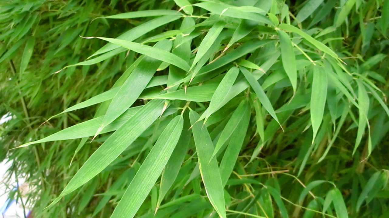 竹子叶(植物竹的叶)_搜狗百科