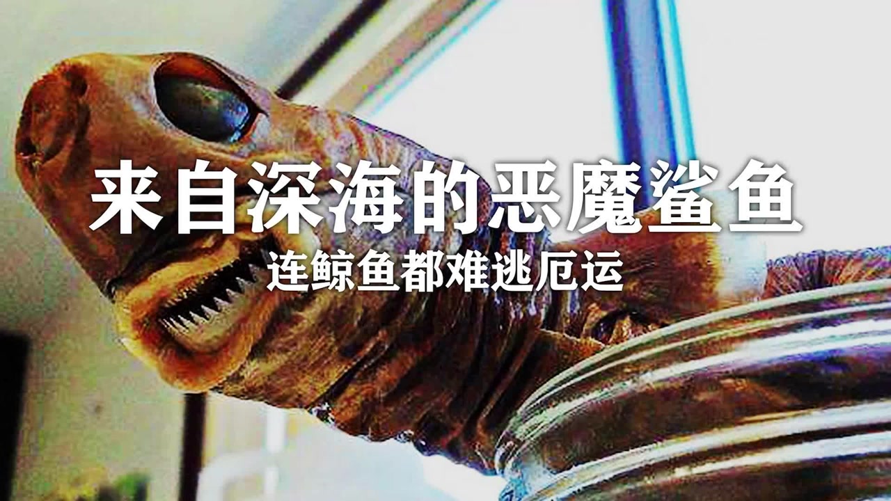 来自深海的恶魔鲨鱼