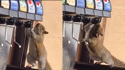 松鼠跑到餐厅偷喝可乐动作熟练一看就是个惯犯顾客都看笑了