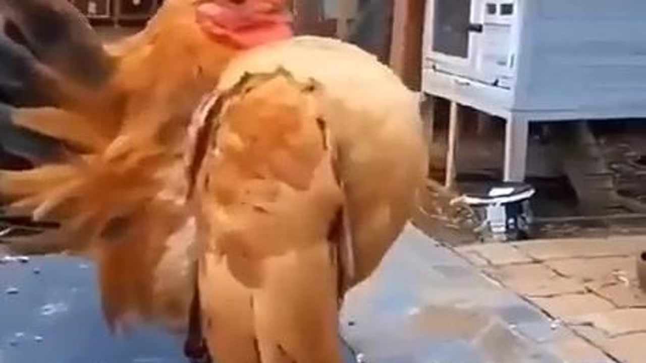 这鸡的胸肌相当发达!